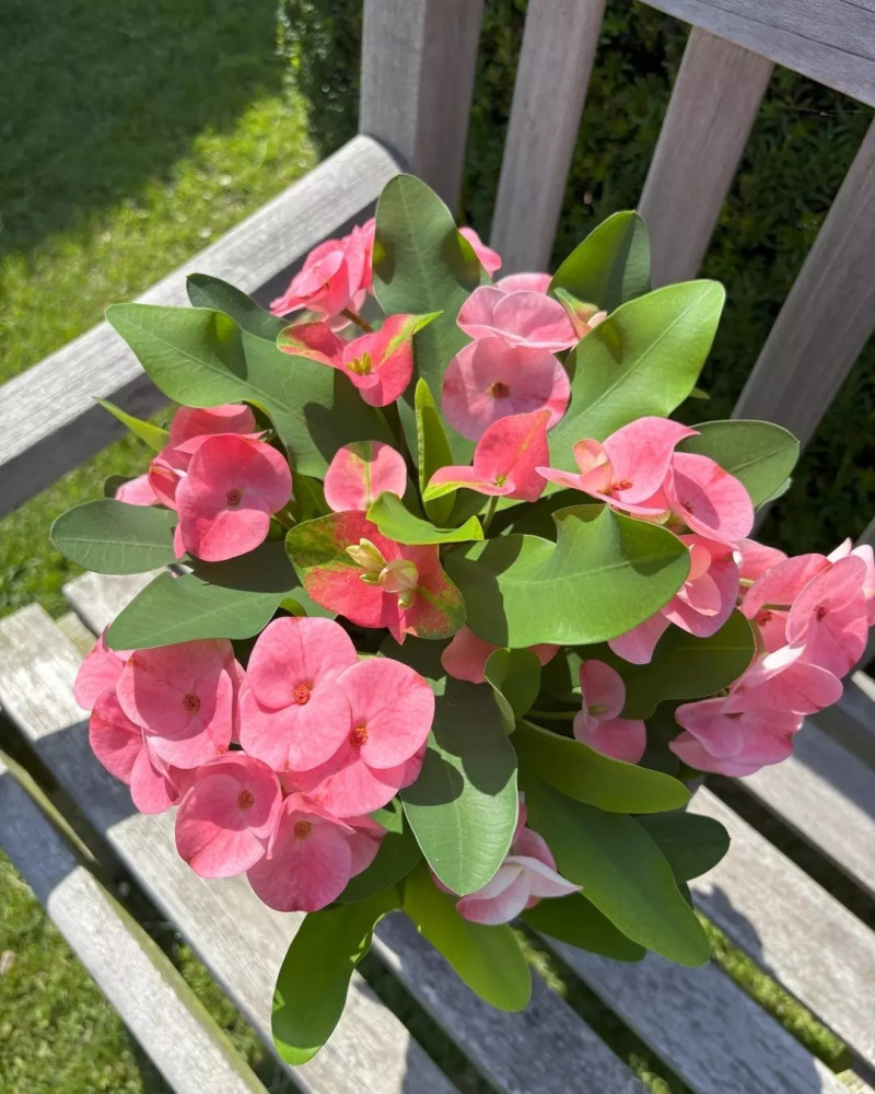 Euphorbia Milii - Dikenli Taç 