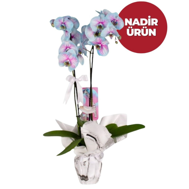 Özel Renkli Wonder Orkide – Eşsiz Güzellik