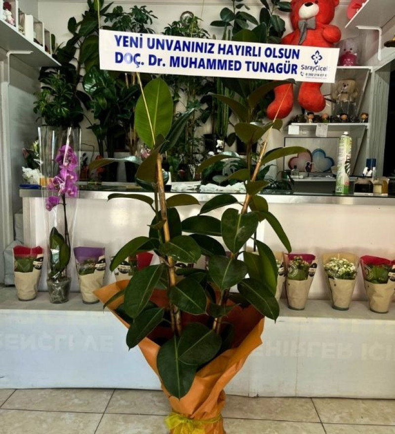 Çift Dallı Kauçuk