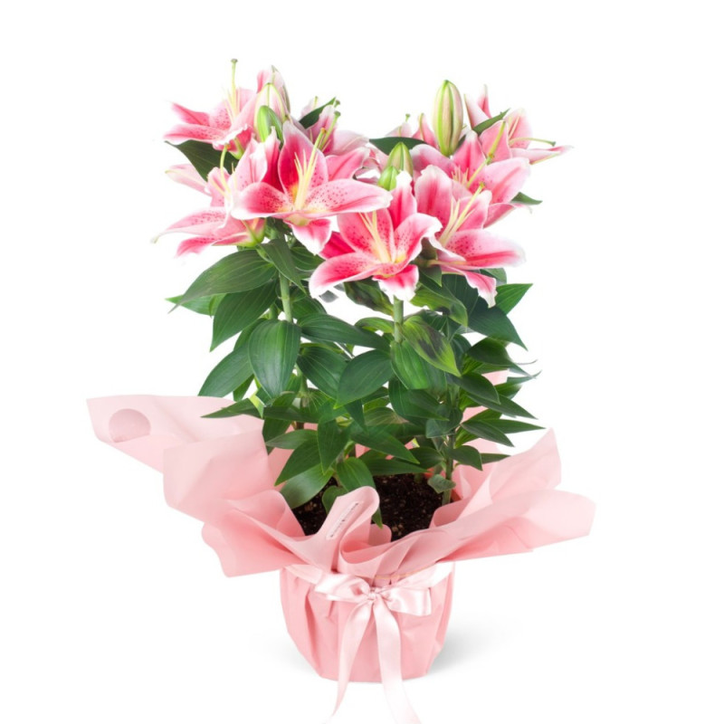 Saksıda Kokulu Pembe Lilyum